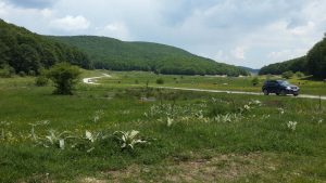 aristi_134446