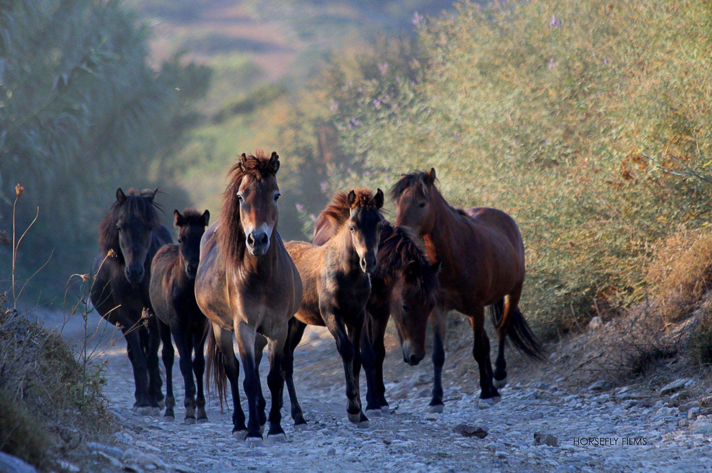 BEST BEST HORSES