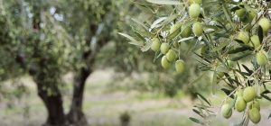 BEST BEST hotel-perivoli-olive-oil-tasting-