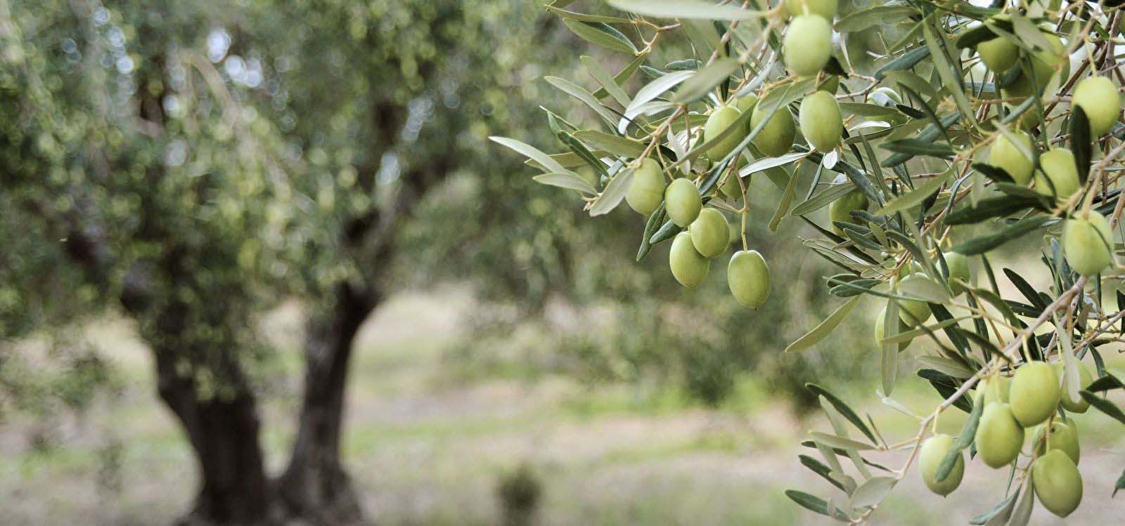 BEST BEST hotel-perivoli-olive-oil-tasting-