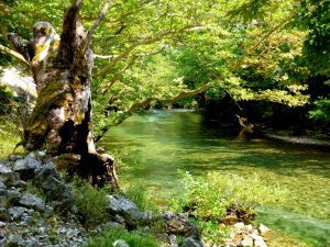 BEST NATURE33