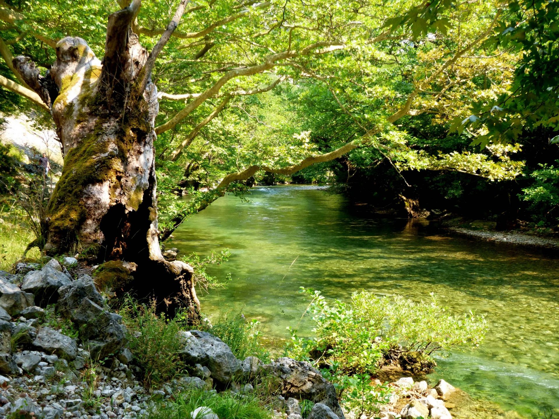 BEST NATURE33