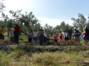 BEST OLIVE TREE
