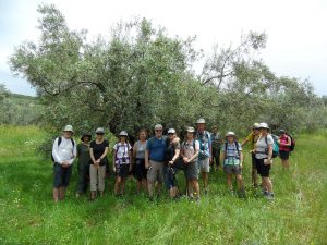 BEST OLIVE TREE44