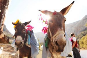 WEDDING AMORGOS33