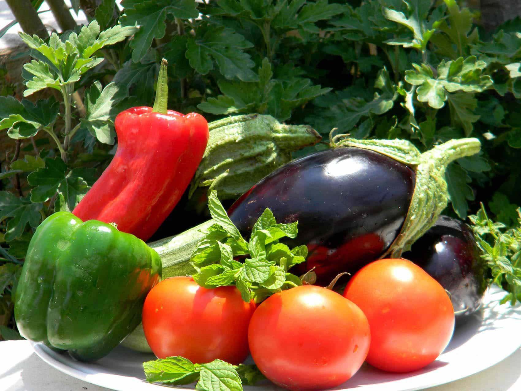 WELLNESS FOOD