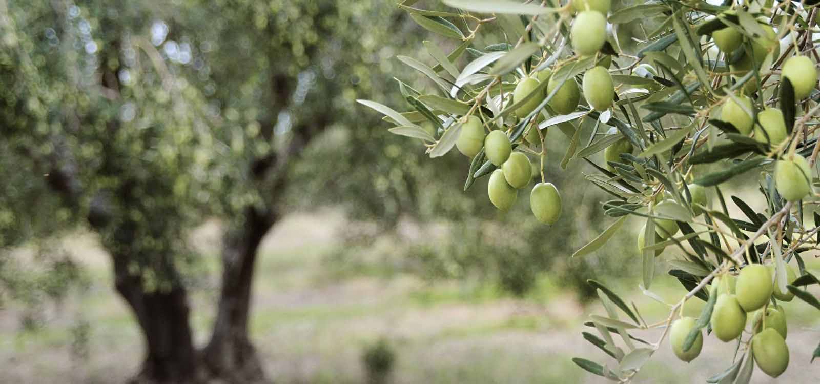 BEST BEST hotel-perivoli-olive-oil-tasting-