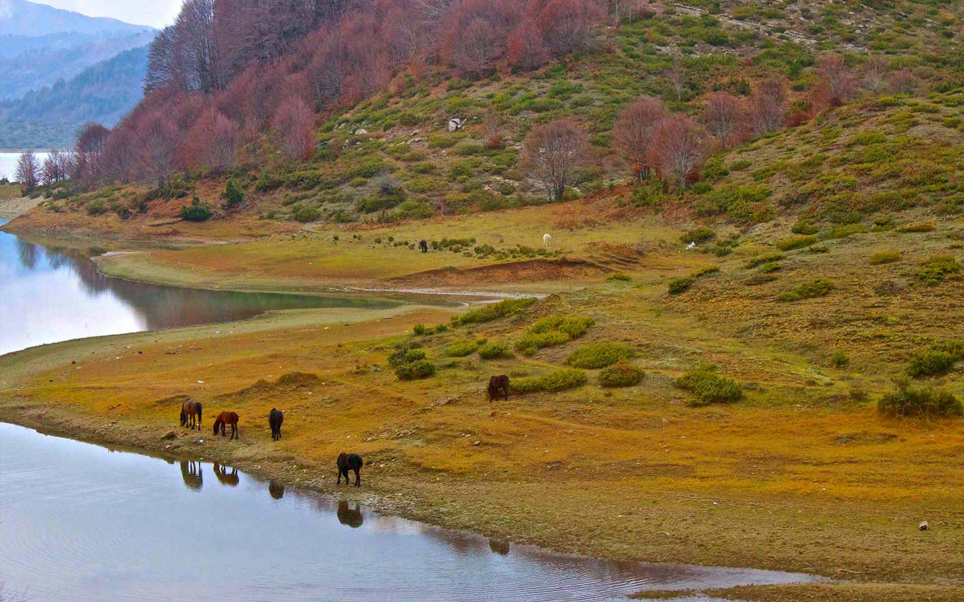 WILD NATURE2