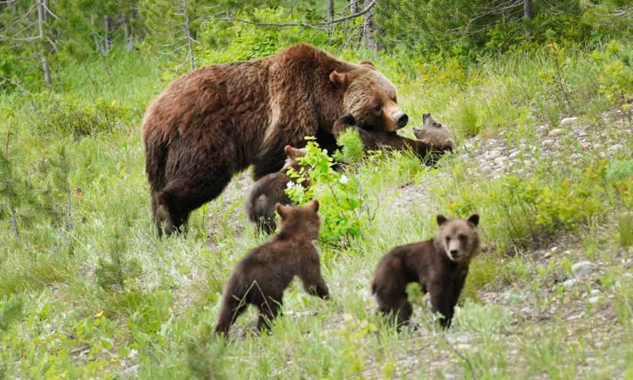 Wyoming's Famed National Parks Continue Phased Reopening