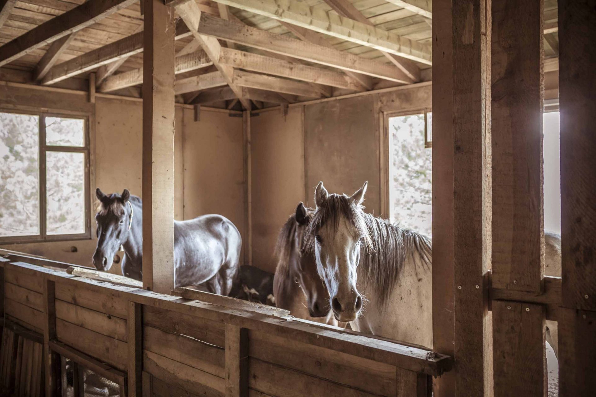 best best horses11
