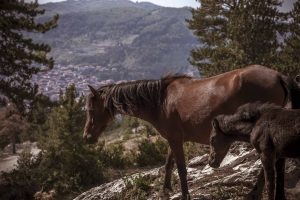best best horses3234