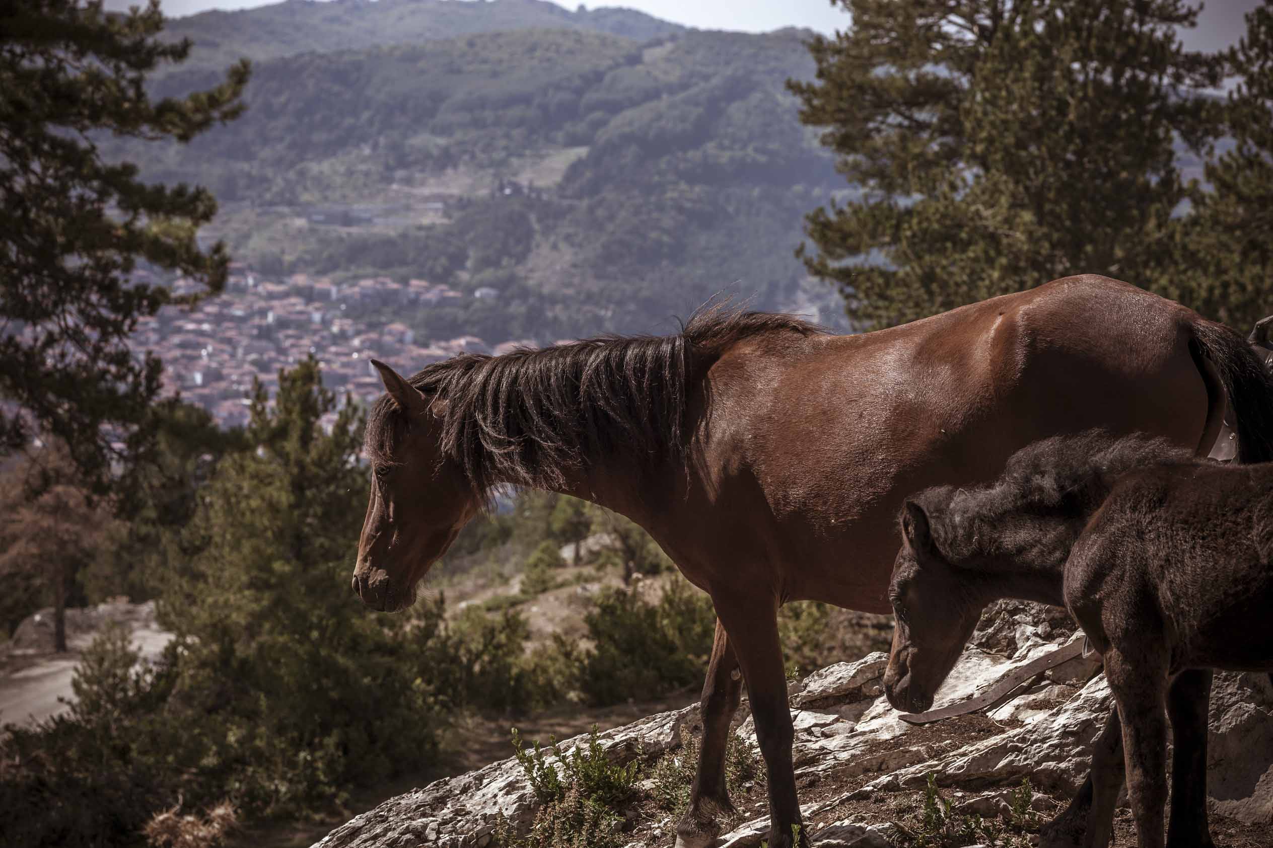 best best horses3234