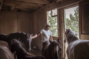 best horses
