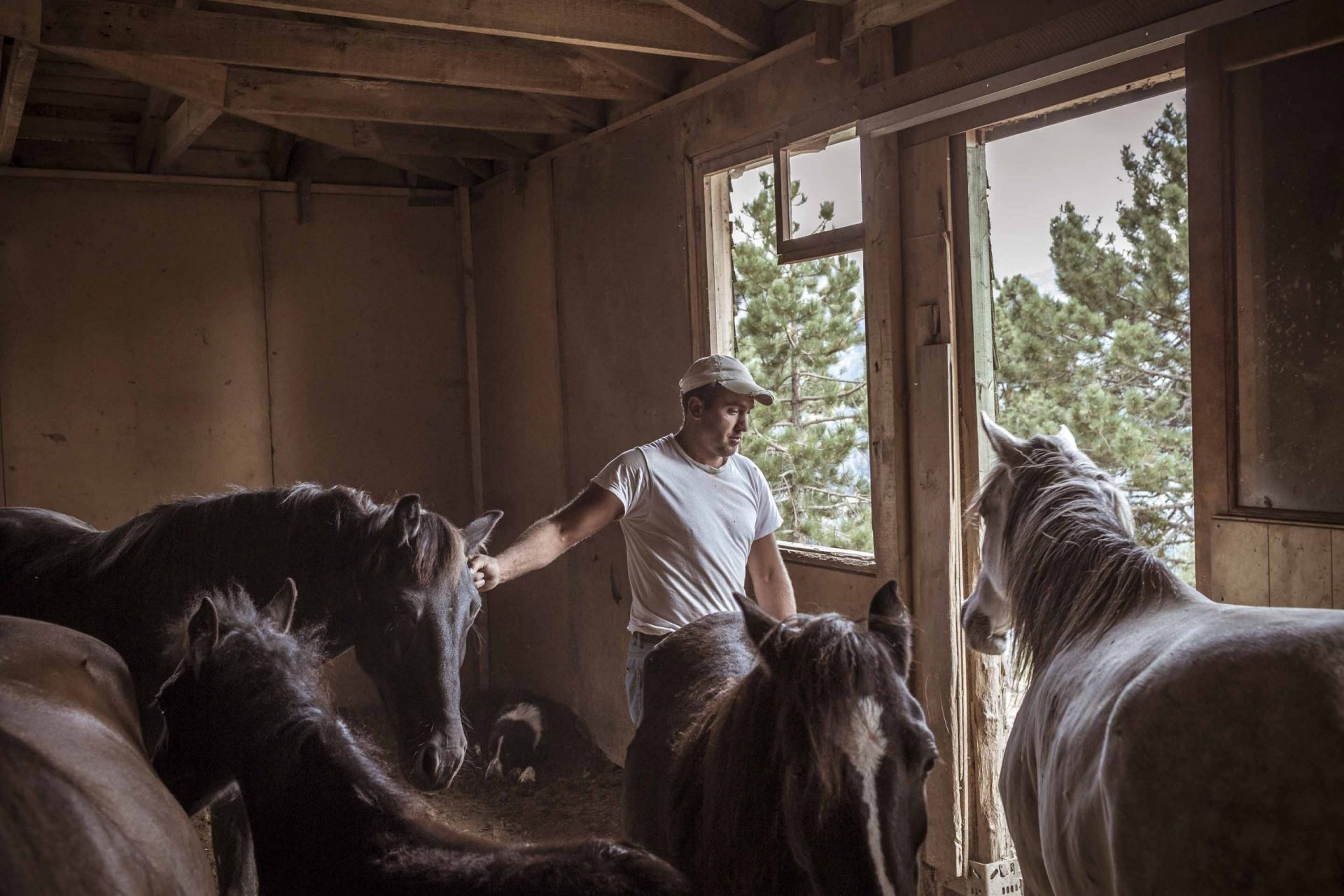 best horses